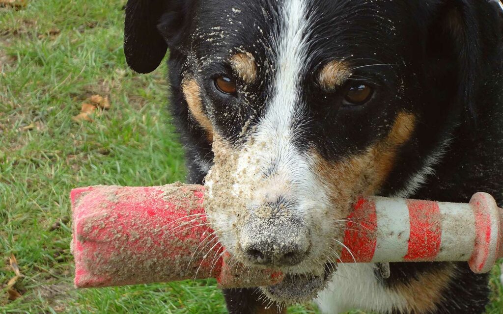 Appenzeller Sennenhund mit Leuchtturm