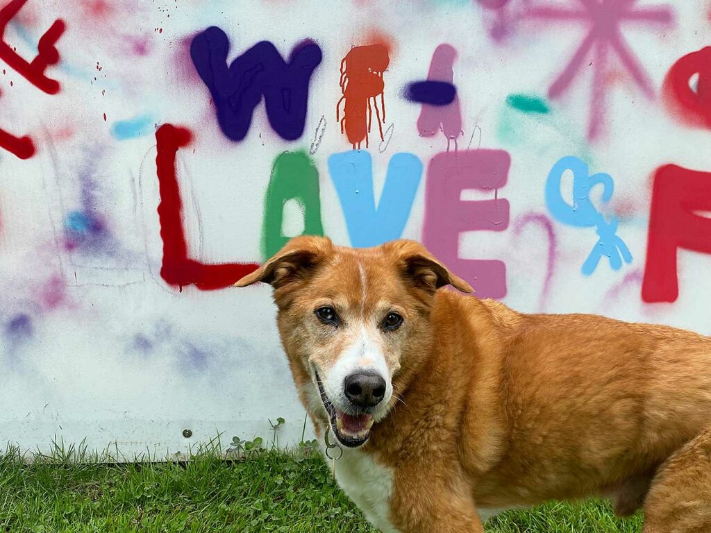 Hund vor Streetart LOVE